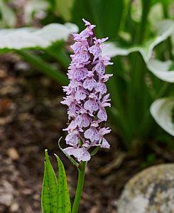 Common spotted orchid