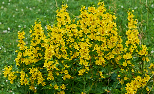 Yellow marginal flowers