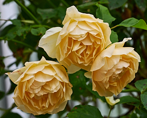 Three yellow roses in bloom