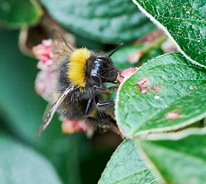 Bee on cotoneaster