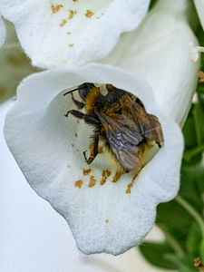 Bee backing out of foxglove flower