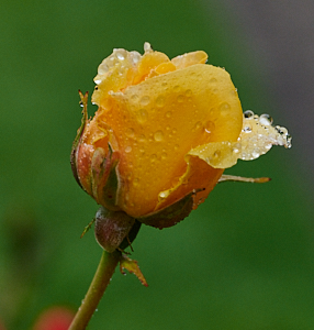 Yellow rose just budding