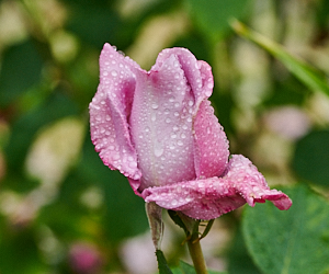 Blue moon rose bud