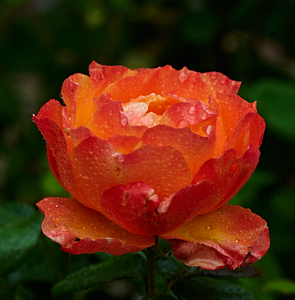 Fellowship rose in bloom