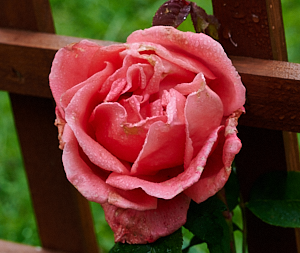 Leaping Salmon rose in bloom