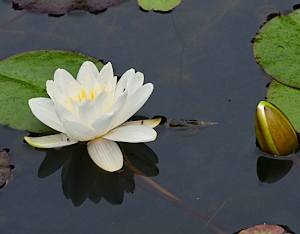 White water lily