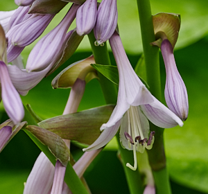 Pinkish / white Hosta flower