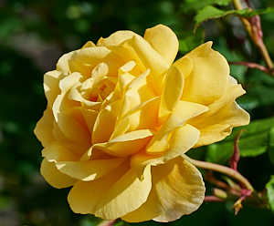 Yellow rose in bloom