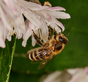 Close up of bee on flower