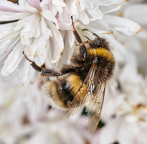 Close up of bee on flower