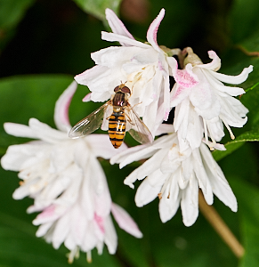 Close up of hover fly on flower