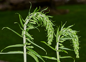 Broad leaved heliborine
