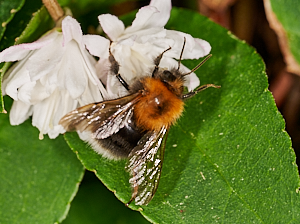 Close up of bee on flower