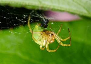 Green orb spider