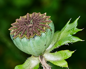 Poppy seed head
