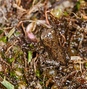 Well disguised baby toad in pond edge