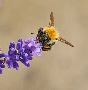 Insect on Lavender