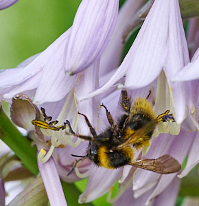 Insect on Hosta flower