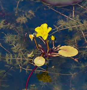 Native yellow lily in flower