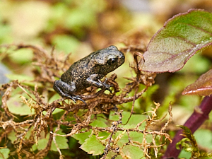 Very small toad on pond plants