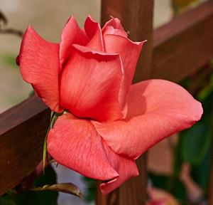 Leaping Salmon Rose