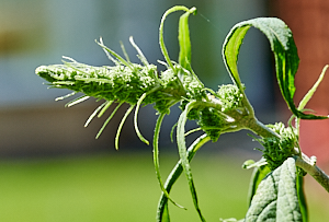 Buddleia just about to flower