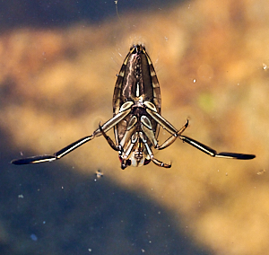 Water insect