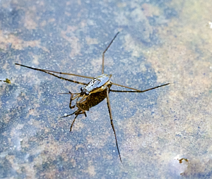 Water boatman on pond