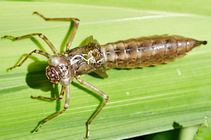 Dragonfly exuvia on lily stem