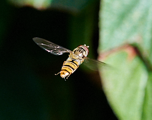 Hovering hoverfly
