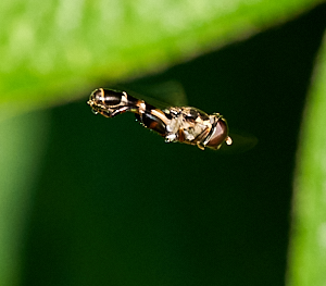 Small hovering hoverfly