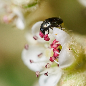 Small beetle on cotoneaster flower