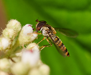 Hoverfly on cotoneaster flower