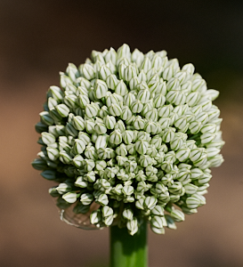 Garlic flower head