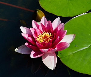 Pink and yellow lily