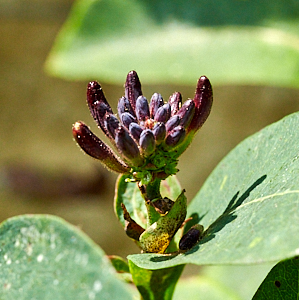 Honeysuckle about to flower