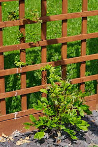 Wisteria starting to climb a trellis