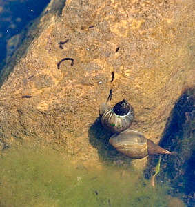 Snails in pond