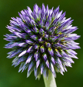 Globe thistle flower