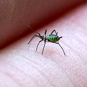 Aphid on fingers