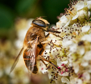 Insect on Cotoneaster flower