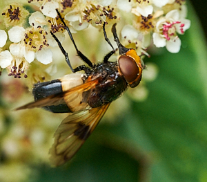 Insect on Cotoneaster flower