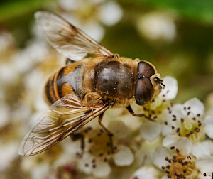 Insect on Cotoneaster flower