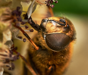 Close up of Insect on Cotoneaster flower