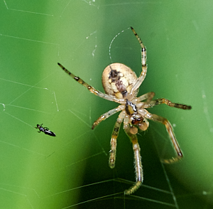 Spider checking for a meal on its web