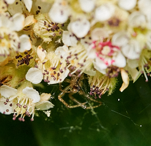Spider hiding behind cotoneaster flower