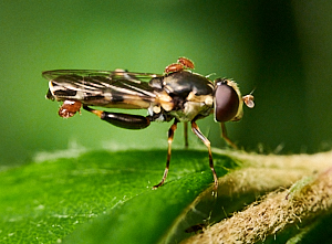 Small hoverfly with four mites