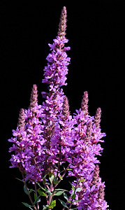 Purple Loosestriffe