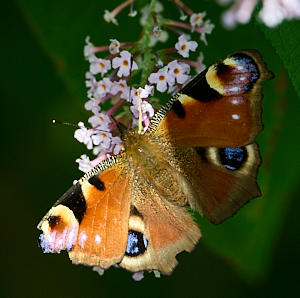 Tatty Peacock butterfly on Buddleia
