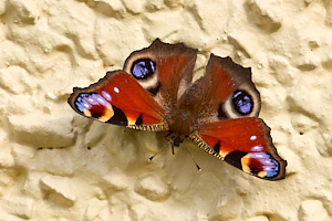 Peacock butterfly on yellow wall